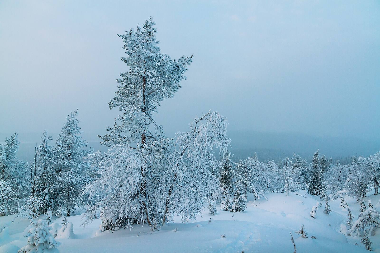 Snow-laden pines and birches on a fell in Finnish Lapland in winter